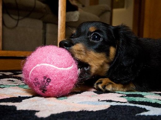 roxie and her tennis ball.jpg